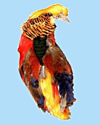 Turrall Golden Pheasant Body & Head